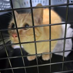 Shelter Stray Male Cat last seen , 54687 Co Rd 19, Bristol, IN 46507, USA