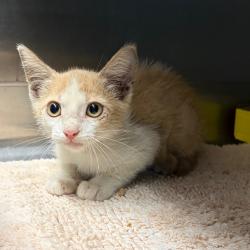 Shelter Stray Male Cat last seen , 141 Canna Ln, Lake Jackson, TX 77566, USA