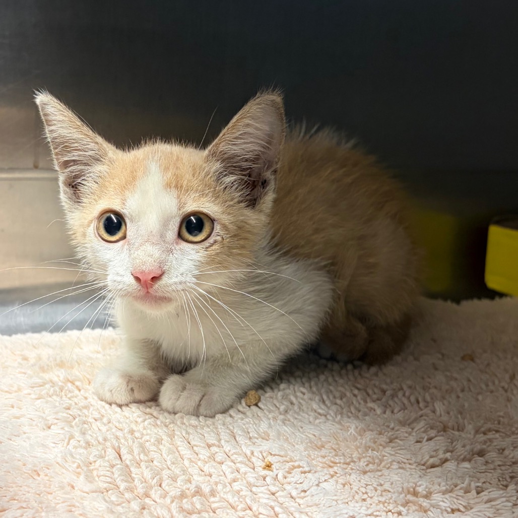 Shelter Stray Male Cat last seen , 141 Canna Ln, Lake Jackson, TX 77566, USA