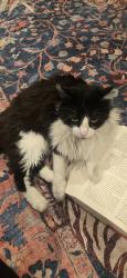 Lost Female Cat last seen Maceys, West Valley City, UT 84120