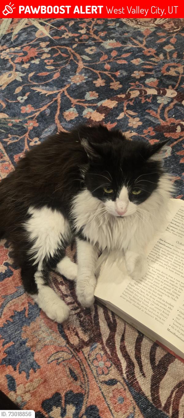 Lost Female Cat last seen Maceys, West Valley City, UT 84120