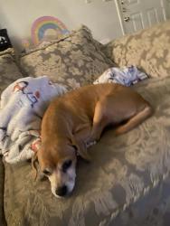 Lost Female Dog last seen Greenyard @ Sprangletop ct, Houston, TX 77086