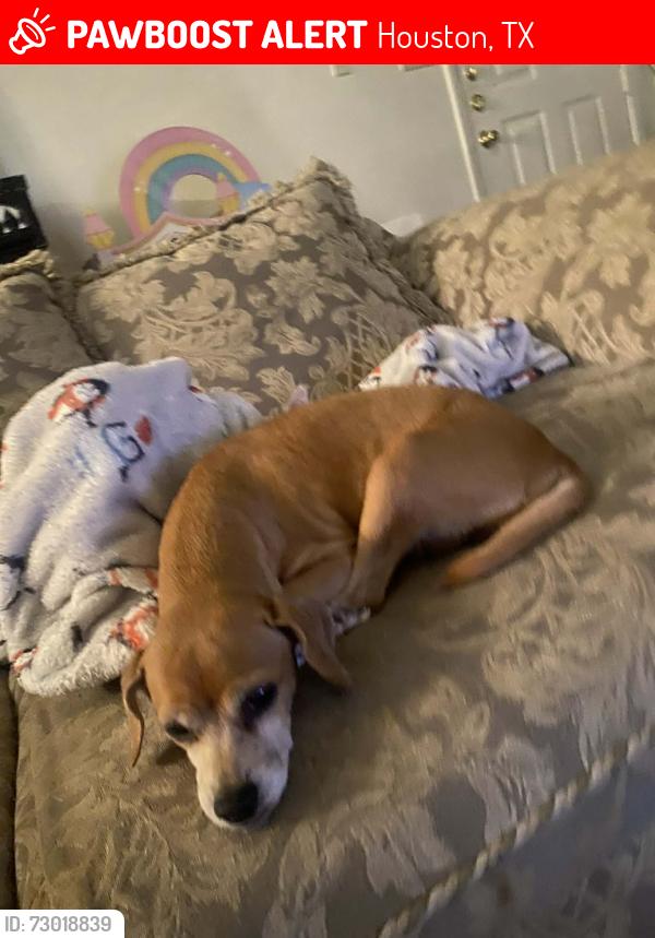 Lost Female Dog last seen Greenyard @ Sprangletop ct, Houston, TX 77086
