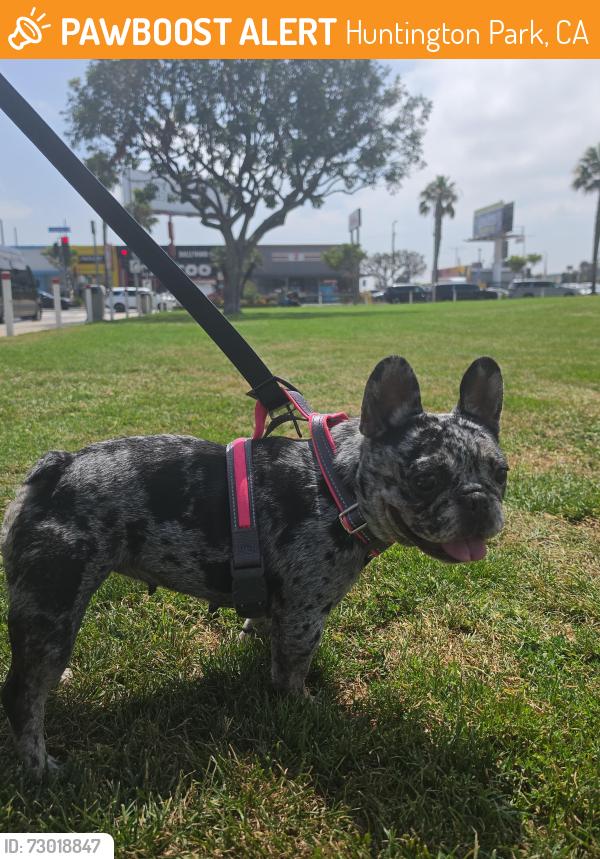 Found/Stray Female Dog last seen Near Walnut St, Huntington Park, CA 90255, Huntington Park, CA 90255