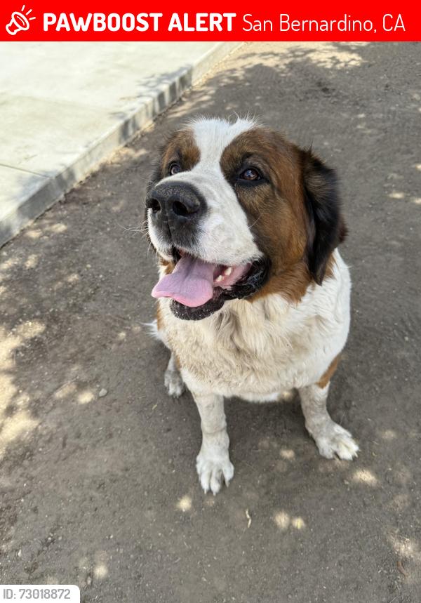 Lost Female Dog last seen Rialto and Mt Vernon san Bernardino ca , San Bernardino, CA 92411