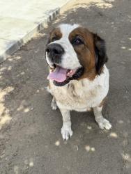 Lost Female Dog last seen Rialto and Mt Vernon san Bernardino ca , San Bernardino, CA 92411