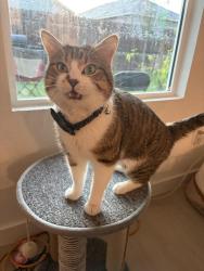 Lost Male Cat last seen Sapphire ridge , San Antonio, TX 78263