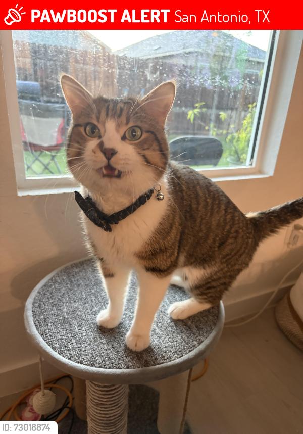 Lost Male Cat last seen Sapphire ridge , San Antonio, TX 78263