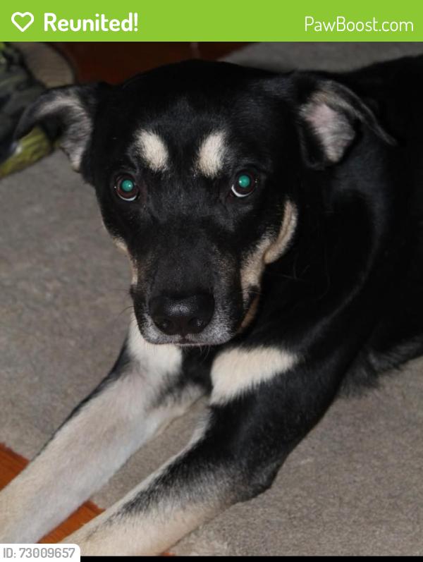 Reunited Male Dog last seen W. Northgate , Irving, TX 75038