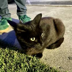 Found/Stray Female Cat last seen Memorial Park, Santa Ana, CA 92704