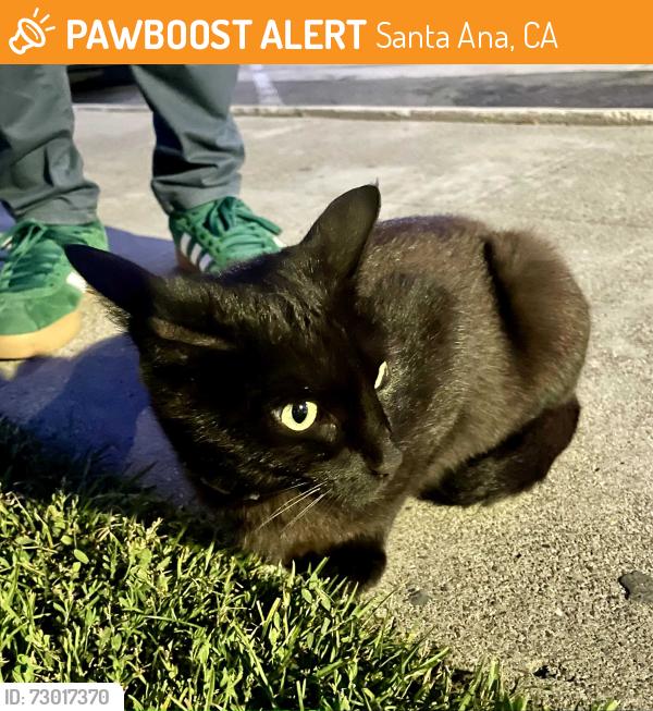 Found/Stray Female Cat last seen Memorial Park, Santa Ana, CA 92704