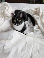 Lost Female Cat last seen Shenandoah , Murrells Inlet, SC 29576