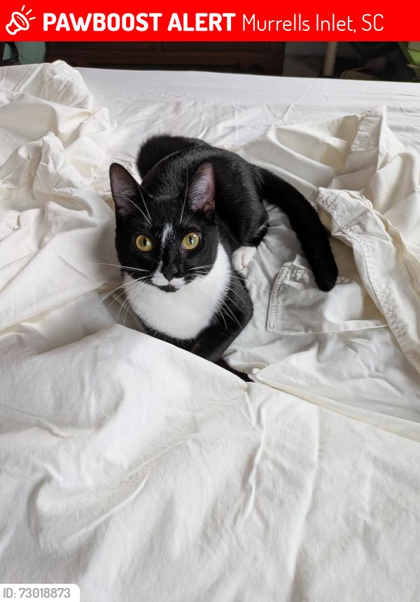 Lost Female Cat last seen Shenandoah , Murrells Inlet, SC 29576
