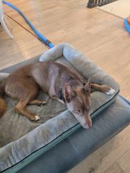 Reunited Male Dog last seen S forth street near Draper elementary, Draper, UT 84020