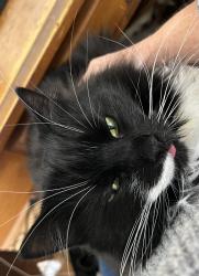 Lost Female Cat last seen Bittersweet ln , Burlington, CT 06013