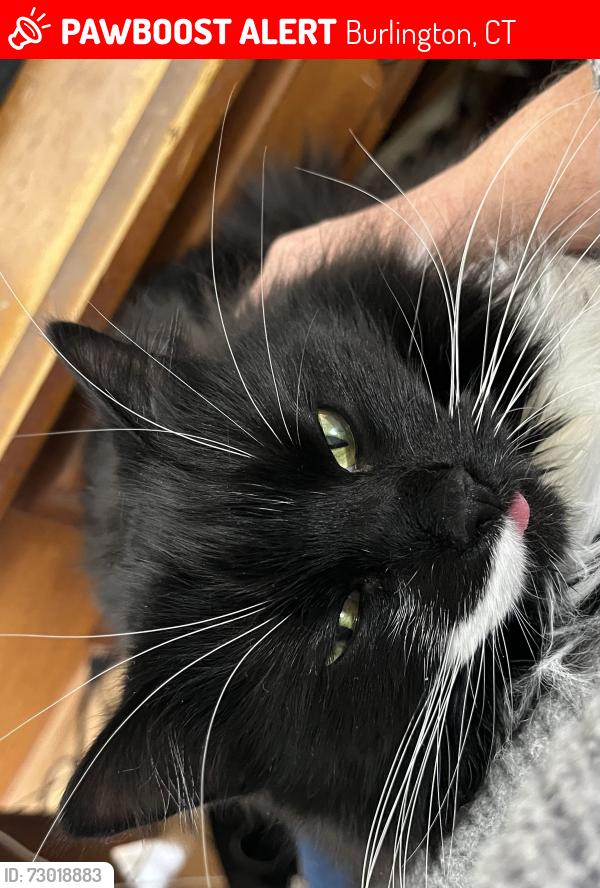 Lost Female Cat last seen Bittersweet ln , Burlington, CT 06013