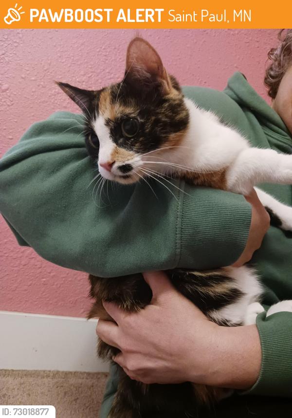 Found/Stray Female Cat last seen Margaret and Earl, Saint Paul, MN 55106
