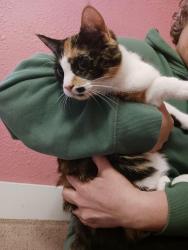 Found/Stray Female Cat last seen Margaret and Earl, Saint Paul, MN 55106
