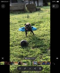 Lost Male Dog last seen Nelly bend, Nashville, TN 37115