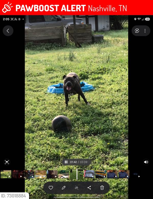 Lost Male Dog last seen Nelly bend, Nashville, TN 37115