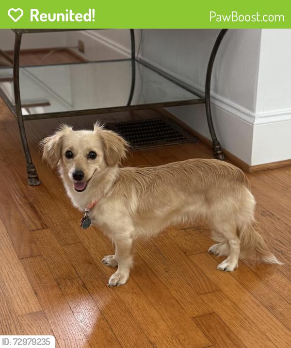 Reunited Female Dog last seen Park Rd & Cortland East, Charlotte, NC 28209