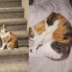 Lost Female Cat last seen Last seen at campsite on E. Tuzigoot Vista, Cottonwood, AZ 86326