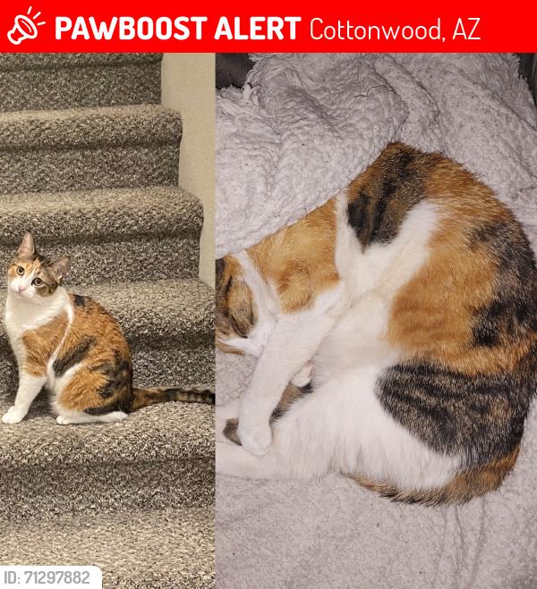 Lost Female Cat last seen Last seen at campsite on E. Tuzigoot Vista, Cottonwood, AZ 86326