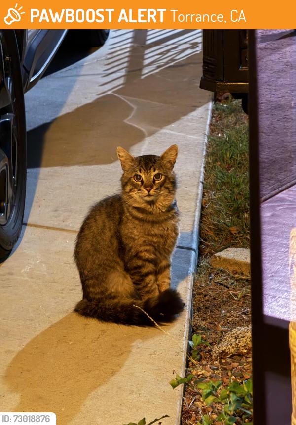 Found/Stray Unknown Cat last seen 177th St and Cranbrook, near McMaster Park’s baseball field, Torrance, CA 90504