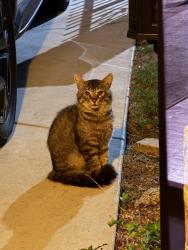 Found/Stray Unknown Cat last seen 177th St and Cranbrook, near McMaster Park’s baseball field, Torrance, CA 90504