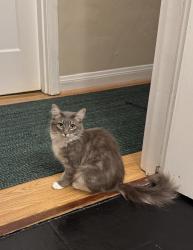 Lost Female Cat last seen Cleveland street, Capell street, Park Blvd., Oakland, CA 94606