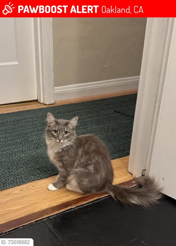 Lost Female Cat last seen Cleveland street, Capell street, Park Blvd., Oakland, CA 94606
