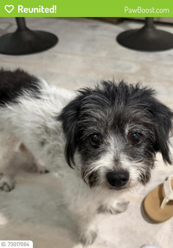 Reunited Female Dog last seen Reseda/Mayall, Los Angeles, CA 91324