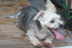 Reunited Female Dog last seen Overbrook Ave & Stevenson Ave, Clearwater, FL 33755