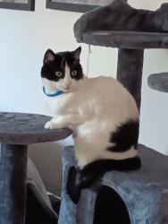 Lost Female Cat last seen Umpqua ave, Coburg, OR 97408