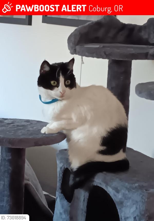 Lost Female Cat last seen Umpqua ave, Coburg, OR 97408