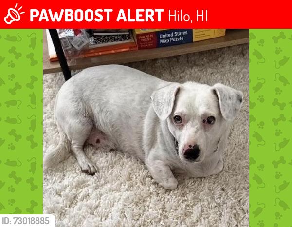 Lost Male Dog last seen Near Lama St., Hilo, HI 96720