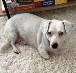Lost Male Dog last seen Near Lama St., Hilo, HI 96720