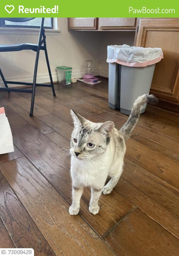 Reunited Female Cat last seen Camino De Bryant in Yorba Linda , Yorba Linda, CA 92887