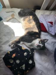Reunited Female Cat last seen North cliff hill , Sioux Falls, SD 57104