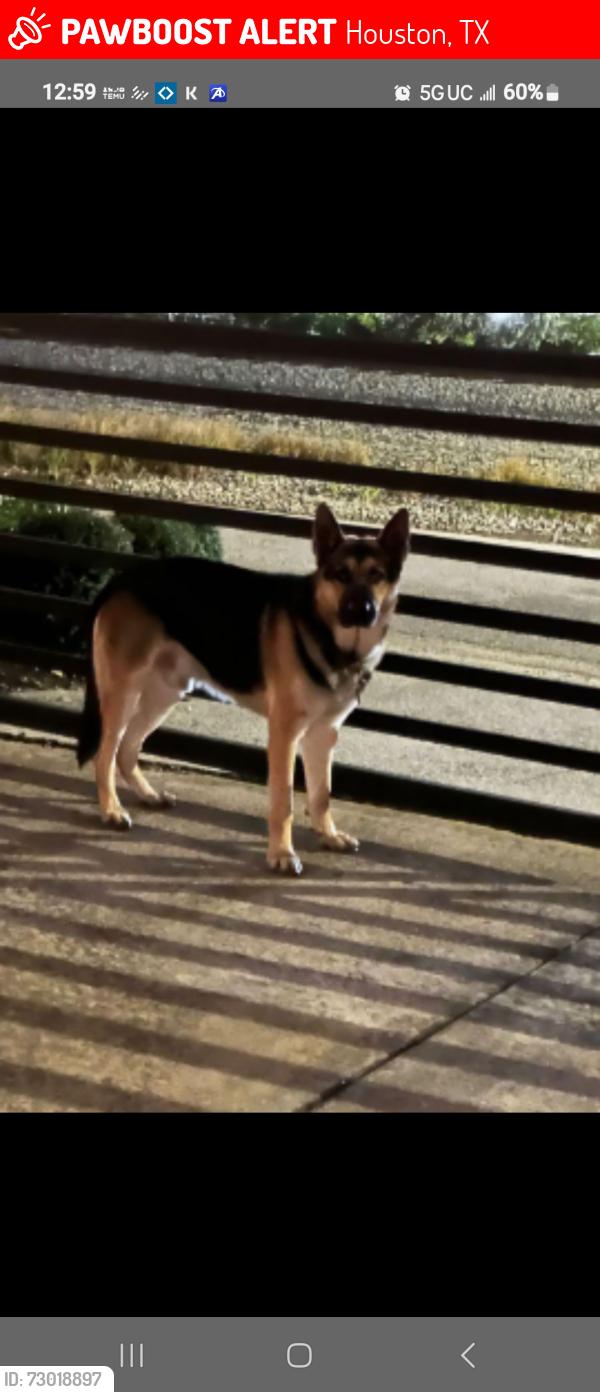 Lost Male Dog last seen Near glenleigh Dr , Houston, TX 77014