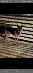 Lost Male Dog last seen Near glenleigh Dr , Houston, TX 77014