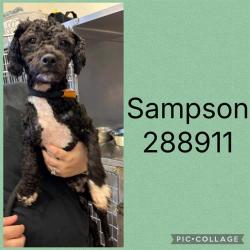 Shelter Stray Male Dog last seen MARION ROAD, 4214 Fulton Mill Rd, Macon, GA 31216, USA