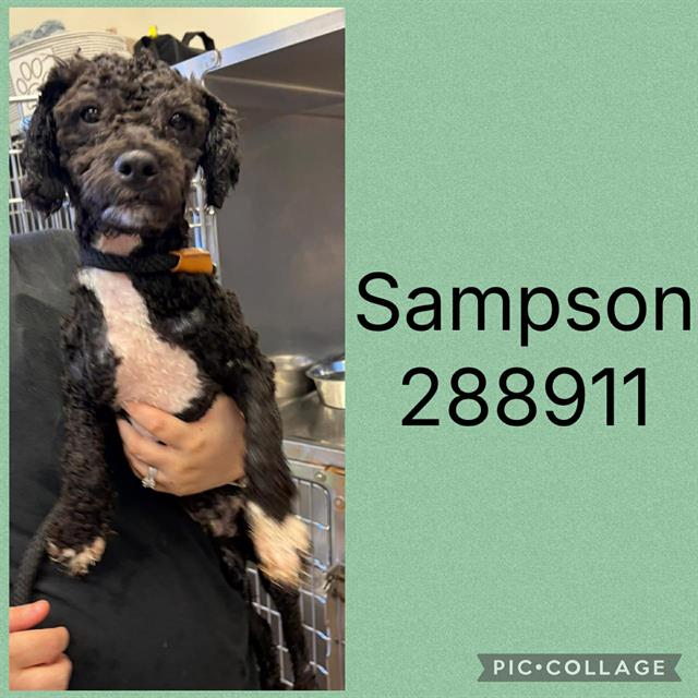 Shelter Stray Male Dog last seen MARION ROAD, 4214 Fulton Mill Rd, Macon, GA 31216, USA