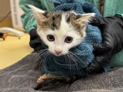 Shelter Stray Female Cat last seen NEBRASKA, 610 Abbot Ln, Colorado Springs, CO 80905, USA