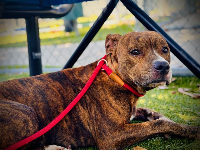 Shelter Stray Female Dog last seen Near BLOCK, 2769 Conroy Rd, Orlando, FL 32839, USA