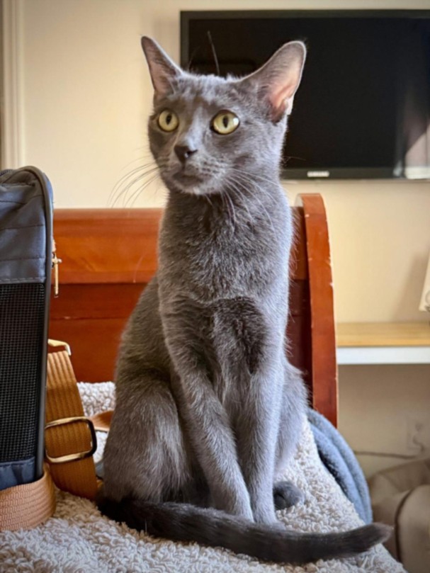 Shelter Stray Female Cat last seen , 655 N Mojave Rd, Las Vegas, NV 89101, USA