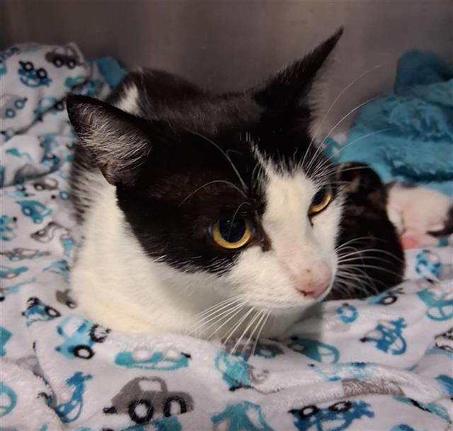 Shelter Stray Female Cat last seen Near BLOCK OILDALE DR, BAKERSFIELD CA 93308, 3951 Fruitvale Ave, Bakersfield, CA 93308, USA