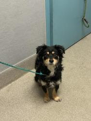Shelter Stray Male Dog last seen , 655 N Mojave Rd, Las Vegas, NV 89101, USA