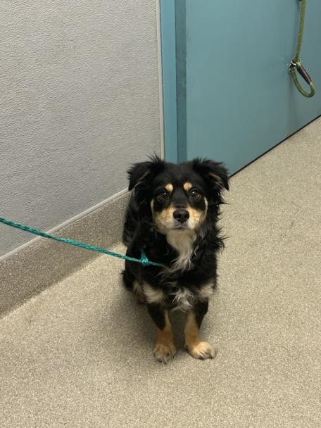 Shelter Stray Male Dog last seen , 655 N Mojave Rd, Las Vegas, NV 89101, USA