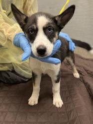 Shelter Stray Female Dog last seen , 655 N Mojave Rd, Las Vegas, NV 89101, USA